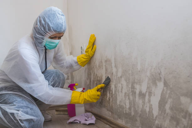 Trusted Butte, MT Mold Remediation Experts